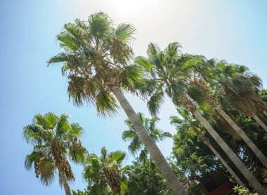 Mavi güneşli gökyüzü yeşil tropikal Hindistan cevizi palmiye ağaçlarında