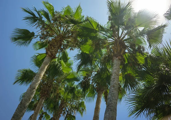 Gröna tropiska kokospalmer i den blå solig himmel — Stockfoto
