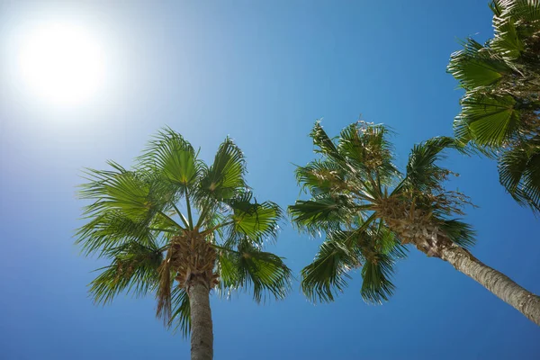 Green Tropical Coconut Palm Trees in the Blue Sunny Sky — Stock Photo, Image