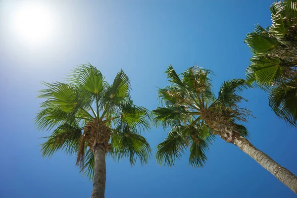Gröna tropiska kokospalmer i den blå solig himmel — Stockfoto