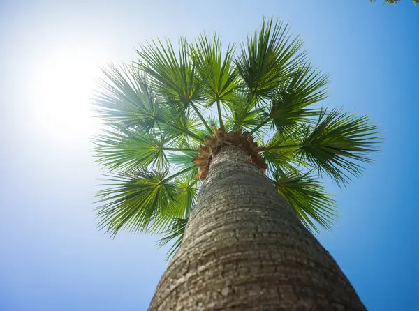 Cocotiers tropicaux verts dans le ciel bleu ensoleillé — Photo