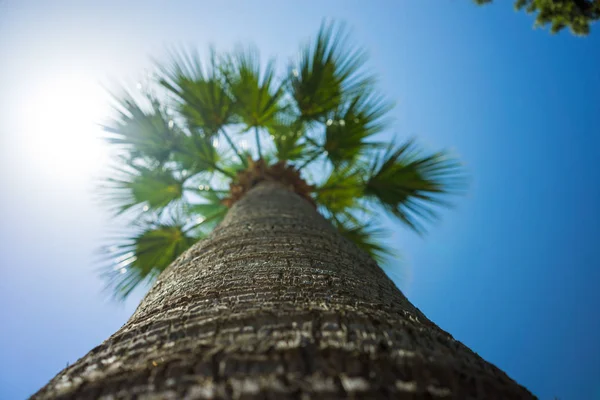 Gröna tropiska kokospalmer i den blå solig himmel — Stockfoto