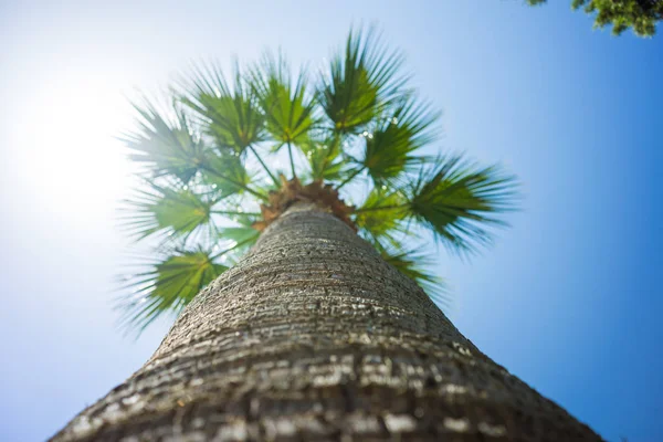 Grønne tropiske kokospalmetrær i Den blå sol – stockfoto