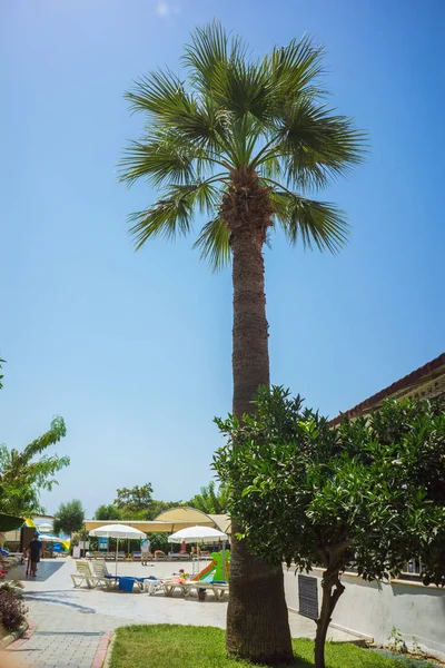 Gröna tropiska kokospalmer i den blå solig himmel — Stockfoto