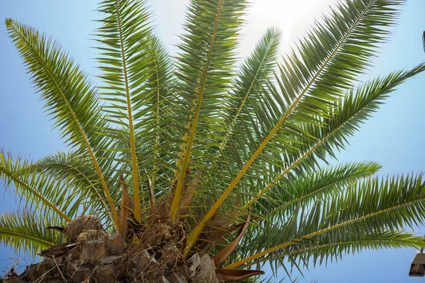 Green Tropical Coconut Palm Trees in the Blue Sunny Sky — Stock Photo, Image