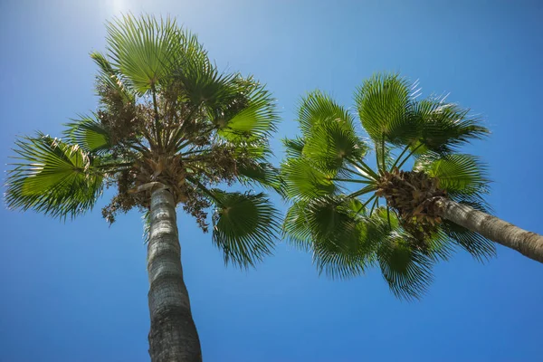 Green Tropical Coconut Palm Trees in the Blue Sunny Sky