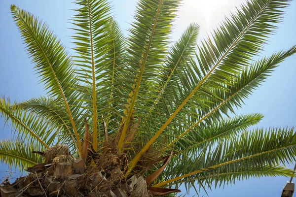 Green Tropical Coconut Palm Trees in the Blue Sunny Sky — Stock Photo, Image