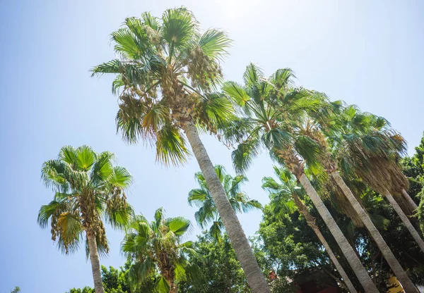 Green Tropical Coconut Palm Trees in the Blue Sunny Sky