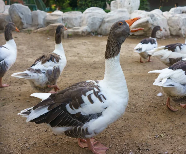 Domestic Geese Graze