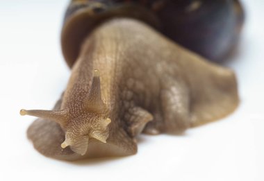 Beyaz Bahçe salyangoz