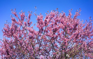 Oryantal Kiraz Çiçeklenme