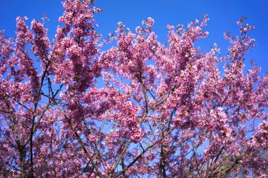 Oryantal Kiraz Çiçeklenme