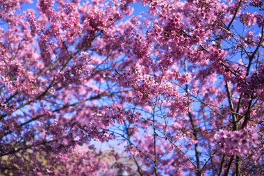 Oryantal Kiraz Çiçeklenme