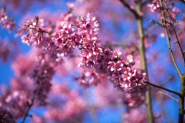 Oryantal Kiraz Çiçeklenme