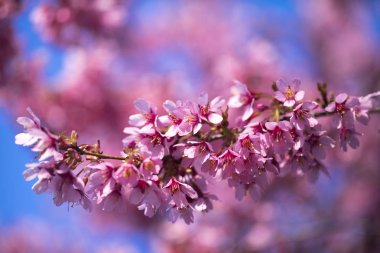 Oryantal Kiraz Çiçeklenme