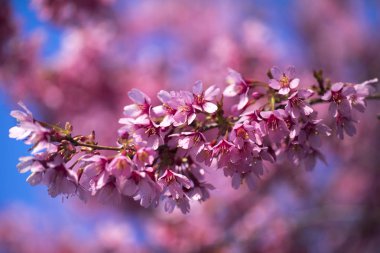 Oryantal Kiraz Çiçeklenme