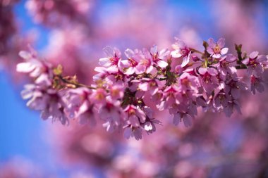 Oryantal Kiraz Çiçeklenme