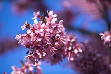 Oryantal Kiraz Çiçeklenme