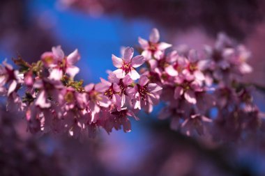 Oryantal Kiraz Çiçeklenme