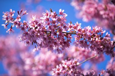 Oryantal Kiraz Çiçeklenme