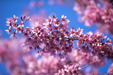 Oryantal Kiraz Çiçeklenme