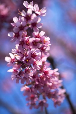 Oryantal Kiraz Çiçeklenme