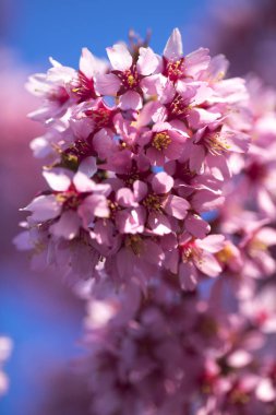 Oryantal Kiraz Çiçeklenme