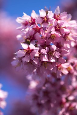 Oryantal Kiraz Çiçeklenme