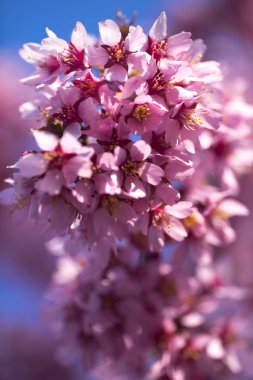 Oryantal Kiraz Çiçeklenme