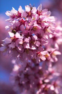 Oryantal Kiraz Çiçeklenme