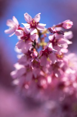 Oryantal Kiraz Çiçeklenme