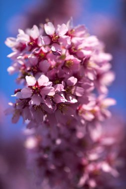 Oryantal Kiraz Çiçeklenme