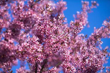 Oryantal Kiraz Çiçeklenme