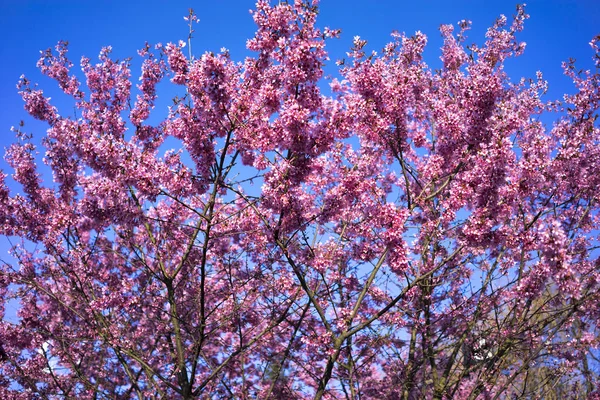 Východní Cherry Blooming — Stock fotografie