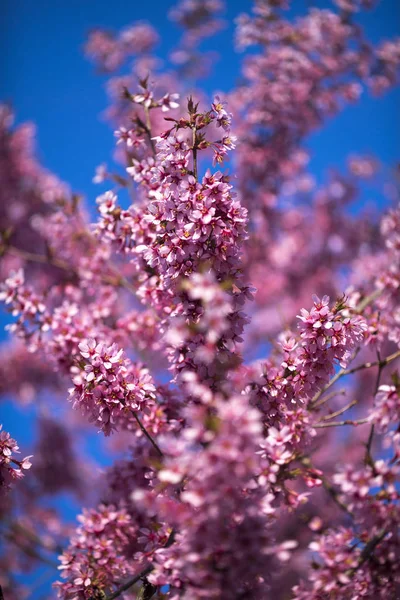 Oriental Cherry Blooming — Stock Photo, Image