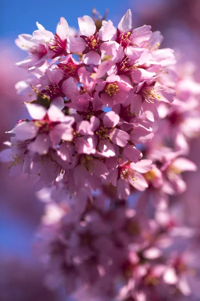 Oryantal Kiraz Çiçeklenme