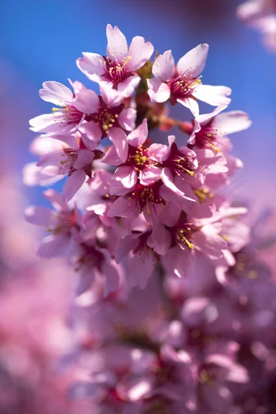 Oryantal Kiraz Çiçeklenme