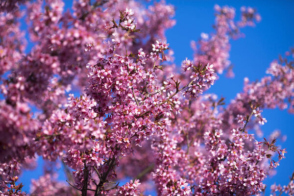 Oriental Cherry Blooming