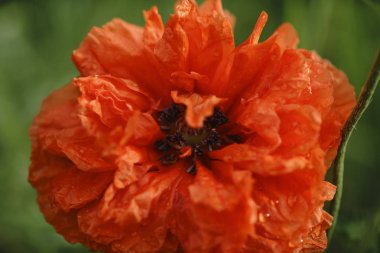 Detaylı Dokuile Haşhaş Çiçekleri