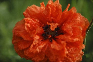 Detaylı Dokuile Haşhaş Çiçekleri