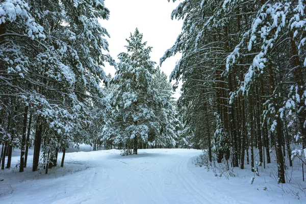 Floresta de inverno na neve — Fotografia de Stock