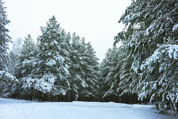 Karda kış ormanı — Stok fotoğraf