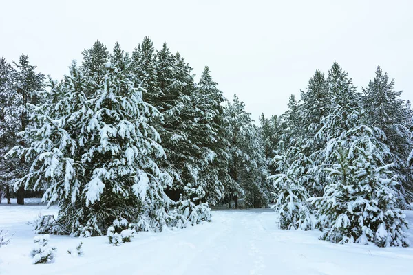 Bosque de invierno en la nieve — Foto de Stock