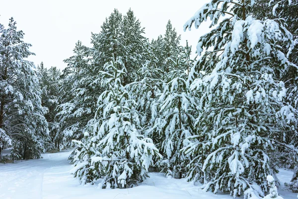Bosque de invierno en la nieve — Foto de Stock