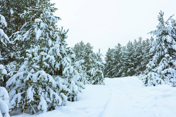 Winter Forest in Snow