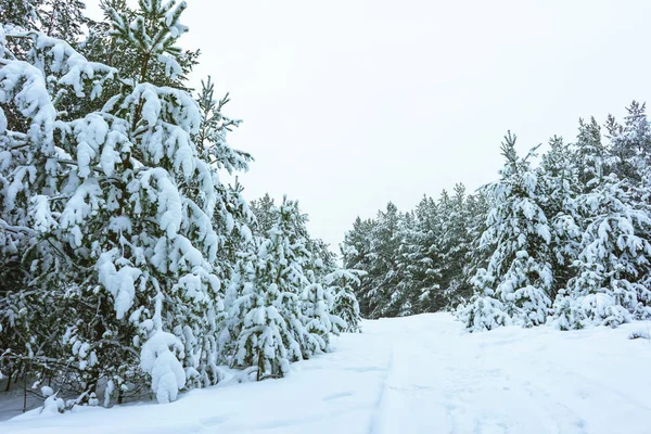 Floresta de inverno na neve — Fotografia de Stock