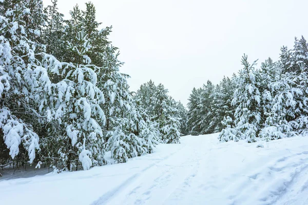 Bosque de invierno en la nieve — Foto de Stock