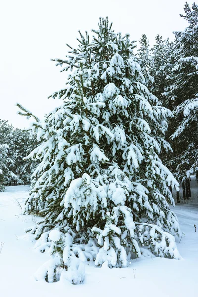 Winter Forest in Snow — Stock Photo, Image