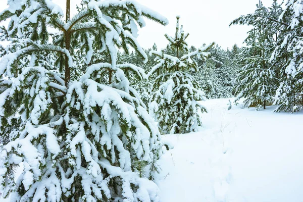 Bosque de invierno en la nieve — Foto de Stock