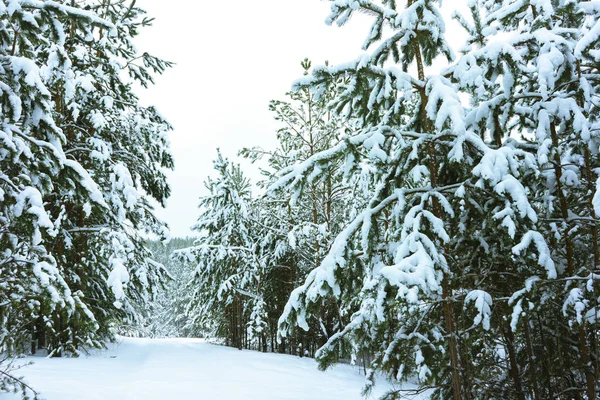 Forêt hivernale dans la neige — Photo